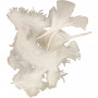 Feathers, size 7-8 cm, approx. 375 pc, 50 g, white