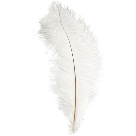 buy ostrich feathers uk