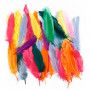 Feathers, assorted colours, L: 12-15 cm, 350 pc/ 1 pack