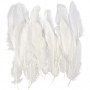Indian feathers, approx. 15 cm, white, 350pcs.
