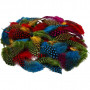 Guinea fowl feathers, 50 g, asstd colours