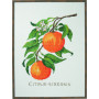 Permin Embroidery Kit Oranges 29x39cm