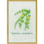 Permin Embroidery Kit Moneywort 20x30cm